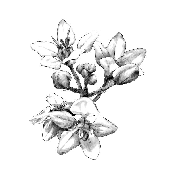 元素植物树木热带花卉组成图片下载