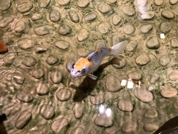 五颜六色的鲤鱼在池塘里游泳图片下载