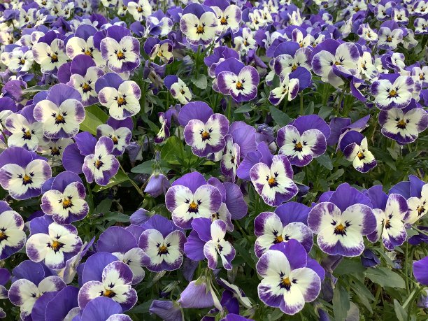 紫罗兰花花圃图片下载