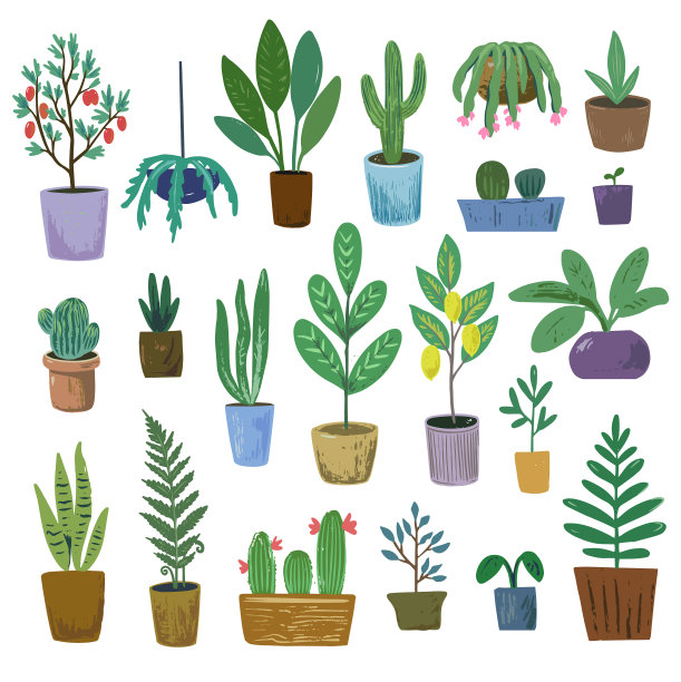 高大的室内植物孤立在白色上图片下载