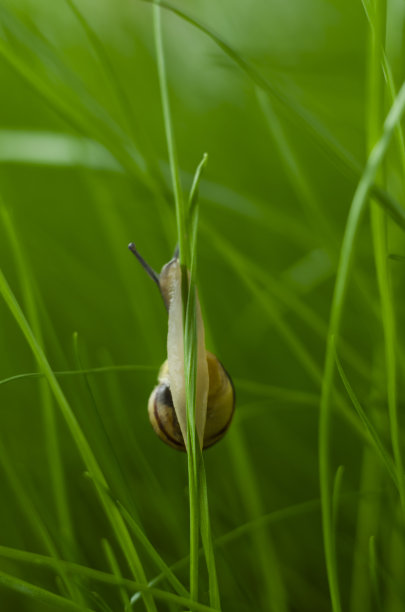 蜗牛葡萄微缩照片上的一片草叶爬了上来。绿茎上的蜗牛图片下载