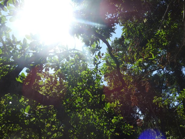 阳光透过树叶图片下载