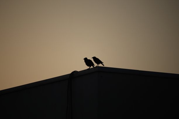 的轮廓图片下载