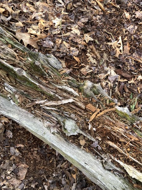 树木腐烂进入森林地面生态系统图片下载