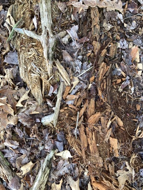 树木腐烂进入森林地面生态系统图片下载