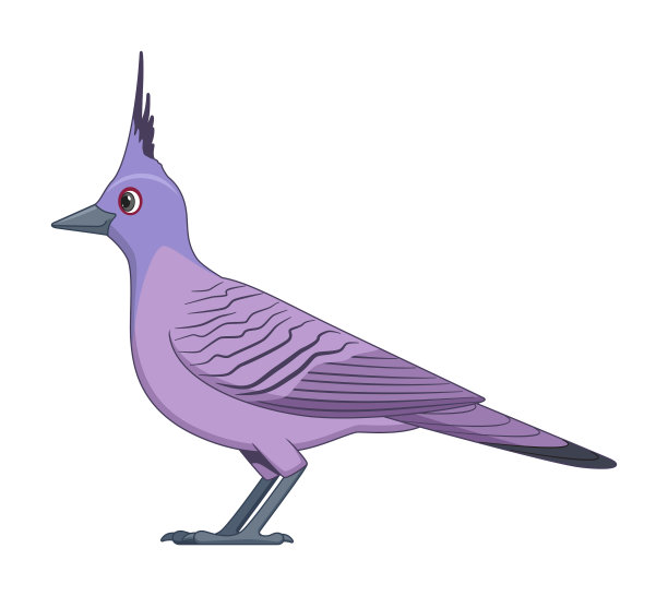 白色背景上的有冠的鸽子图片下载