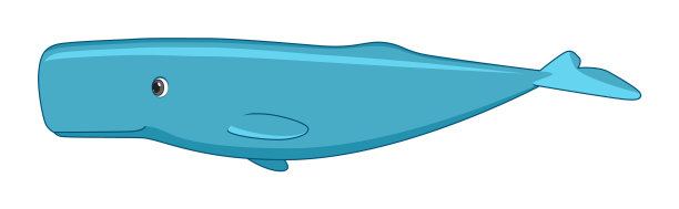 抹香鲸鱼在白色的背景图片下载