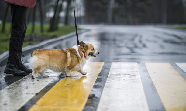 一个下雨天，有趣的柯基小狗牵着一个女孩在人行横道上过马路图片下载