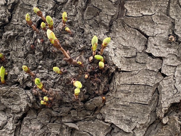 一棵老树的肮脏的树干，有嫩枝和春天的绿叶背景和纹理。图片下载