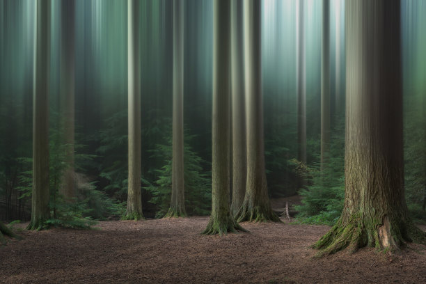 魔法森林图片下载