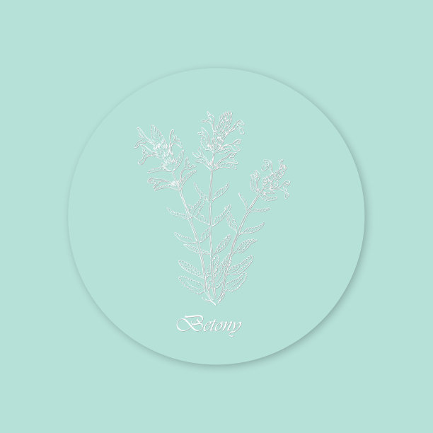 手绘的白色白檀花放置在蓝色图片下载