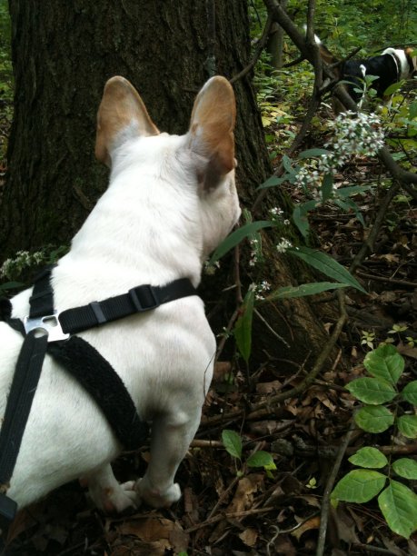 森林里的法国斗牛犬图片下载