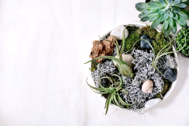 在陶瓷花盆中种植不同的多肉植物图片下载