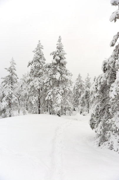 冬天的风景与白雪覆盖的树木图片下载