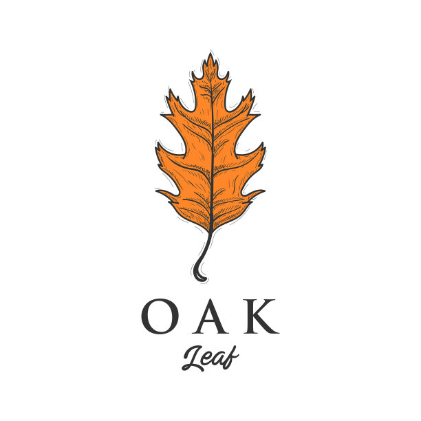 栎叶秋物孤立上白图片下载