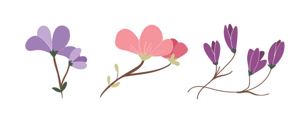 各种各样的木兰枝的集合。图片下载