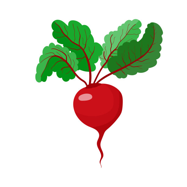 甜菜。红根菜。素食主义和健康饮食。蔬菜和水果。股票矢量插图孤立在白色背景。图片下载