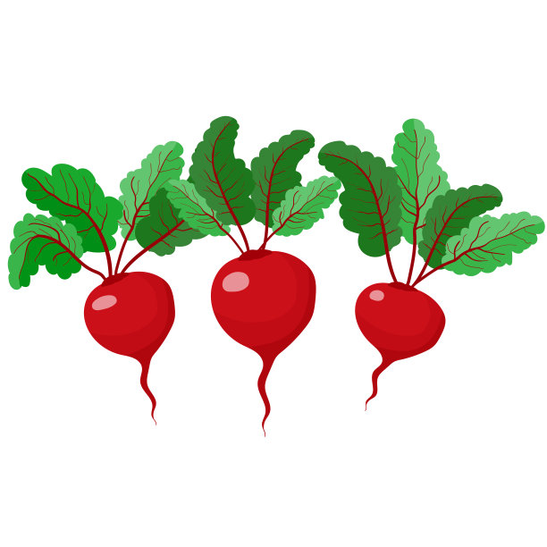 甜菜。红根菜。素食主义和健康饮食。蔬菜和水果。股票矢量插图孤立在白色背景。图片下载