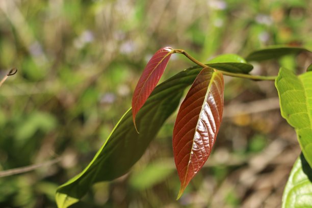 乌林植物的幼叶。乌林木材是加里曼丹或婆罗洲森林特有的植物。背景模糊的照片。图片下载