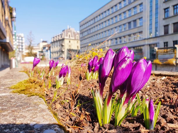 苏黎世在春天图片下载