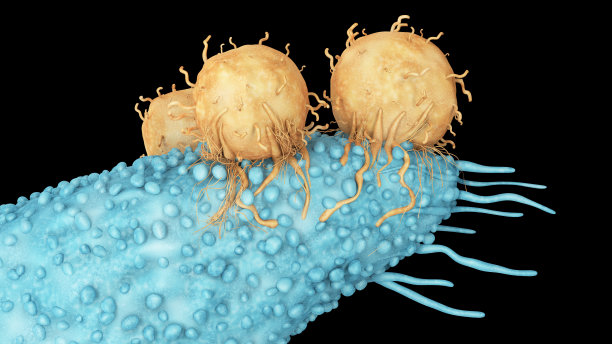 T淋巴细胞(T细胞)和癌细胞图片下载