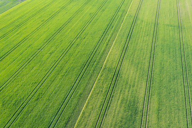 春天绿色的田野图片下载