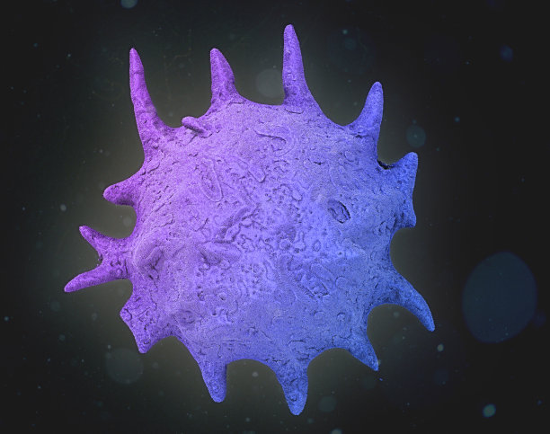 母细胞或白血病细胞图片下载