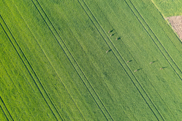 鸟瞰图的绿色农田和鹿群图片下载