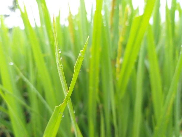 露点附着在水稻叶植物上的照片，在稻田里图片下载