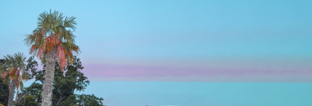 热带景观旗帜背景。椰子树映衬着晚霞丁香色的天空，一片空白图片下载