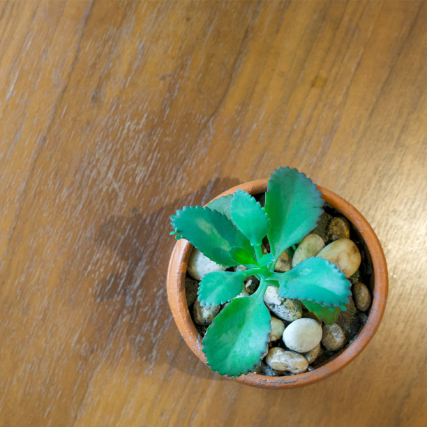 景天科植物在瓦盆上用白色河石装饰木桌。俯视图图片下载