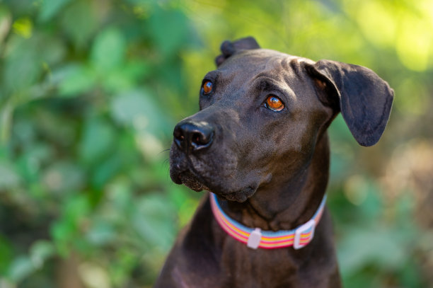 老悲伤的黑狗图片下载
