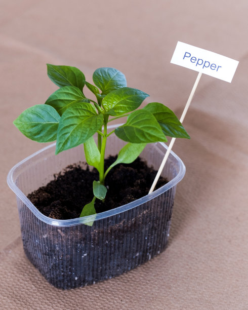 早春种植。辣椒苗生长在一个塑料容器中。有机蔬菜种植的概念。图片下载