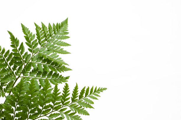蕨类植物的叶子孤立在白色背景上作为设计元素图片下载