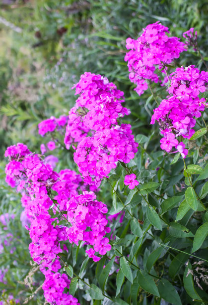 乡村夏季公园中钻形夹竹桃的粉红色花朵。图片下载