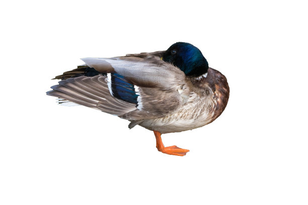 野鸭孤立在白色背景上图片下载