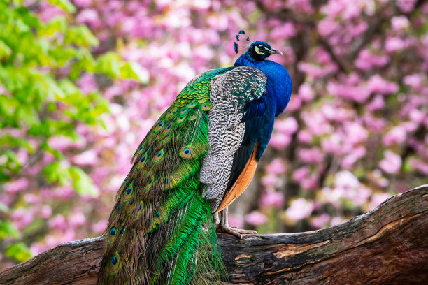 公园里的彩色孔雀图片下载