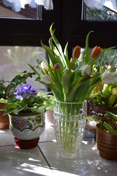 郁金香的安排图片下载