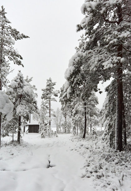 冬天的风景与白雪覆盖的树木图片下载