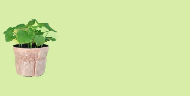 南瓜、黄瓜和西葫芦幼苗盆栽（绿色纸背景）图片下载