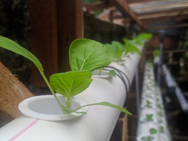 桌上盆栽植物特写镜头图片下载