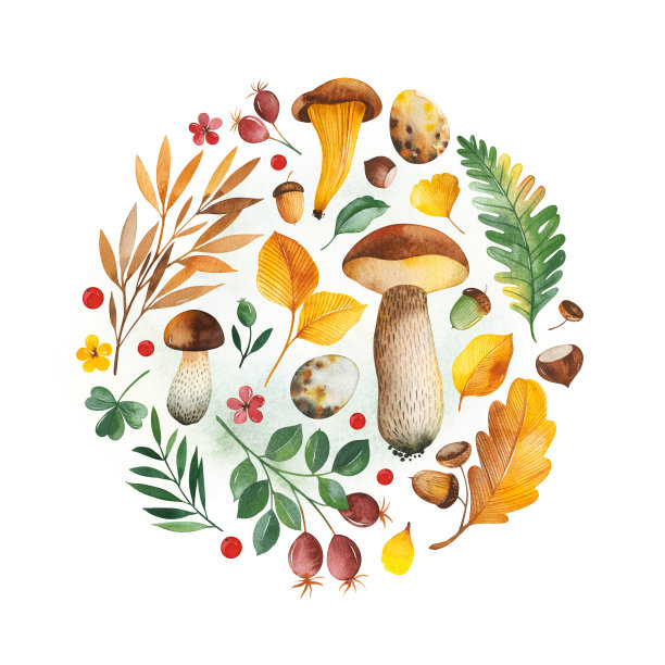 水彩秋天框架与树叶，浆果，树枝，坚果，蘑菇，鸡蛋，橡子，花图片下载