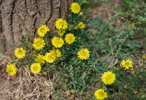 蒲公英的野花图片下载
