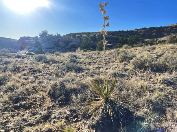 西科罗拉多高原干旱沙漠徒步旅行的丝兰仙人掌系列照片图片下载