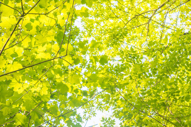 春季森林冠层-低角度视图图片下载