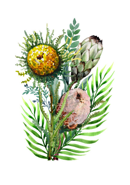 热带棕榈叶和奇异的花束。白底植物的植物学组成。手画水彩。图片下载