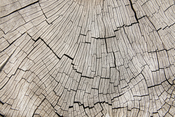 木质横截面。抽象的木材纹理背景。图片下载