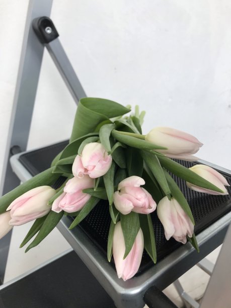 白色背景上的一束粉红色郁金香图片下载