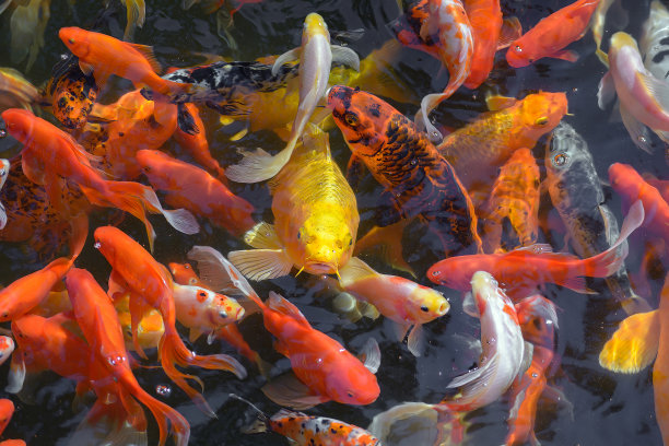 池塘里有金鱼或金鲤，日本名锦鲤，在池塘里，锦鲤的特写。模糊,有选择性的重点图片下载