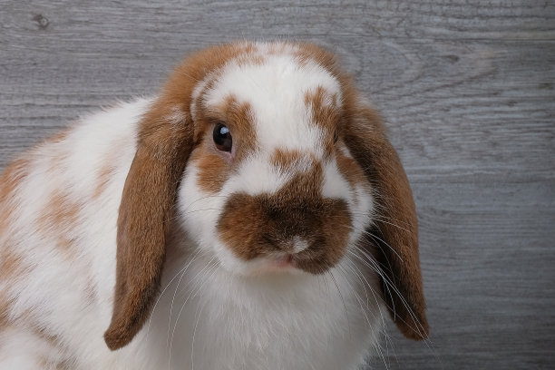 棕色和白色的兔子在灰色的木材背景图片下载